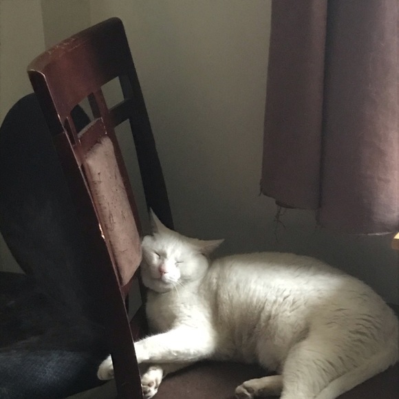 Meet your Posher, Elsa - Picture 1 of 1